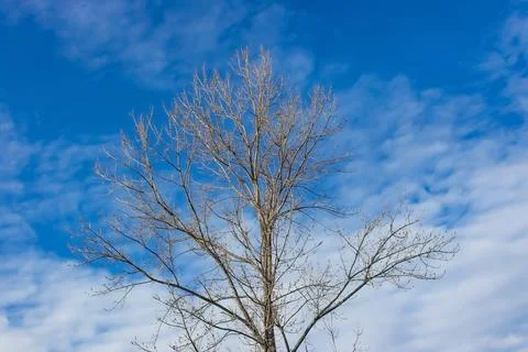 Tree without leaves, bare tree branches in winter with clear blue sky Stock Photos