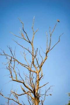 Tree without leaves with a bird perched on one of its branches in front of a  Stock Photos
