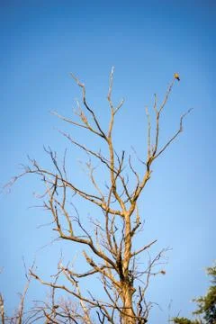 Tree without leaves with a bird perched on one of its branches in front of a  Foto stock