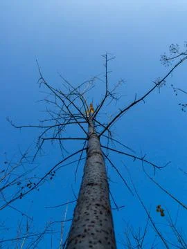 Tree without leaves bottom view against a blue sky, selective focus Stock Photos