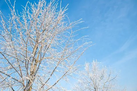 Tree without leaves with branches covered with white snow Stock Photos