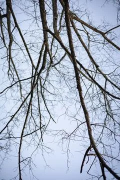 Tree Without Leaves On A Clear Sky Background Stock Photos
