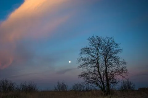 Tree without leaves, clouds and moon, night view Stock Photos