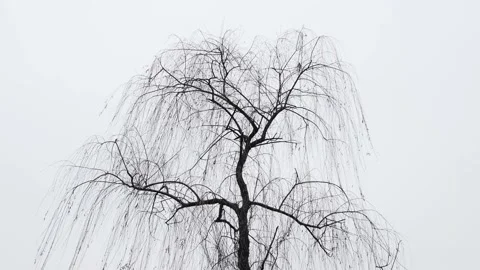 Tree Without Leaves. Dead trees. The wind blow dry tree In Winter 스톡 동영상 237072769