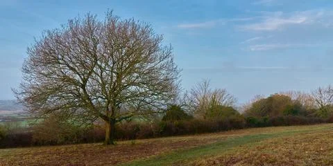 A tree without leaves on the downs of Brading on the Isle of Wight Stock Photos