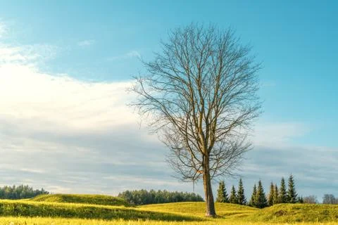Tree without leaves in the field Stock Photos