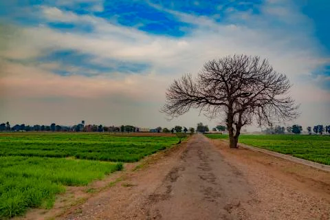 Tree without leaves in the field Stock Photos