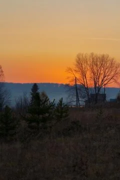 Tree without leaves in a field at sunset Stock Photos