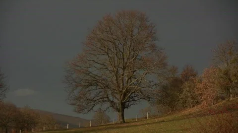 Tree without leaves 库存影片 713906