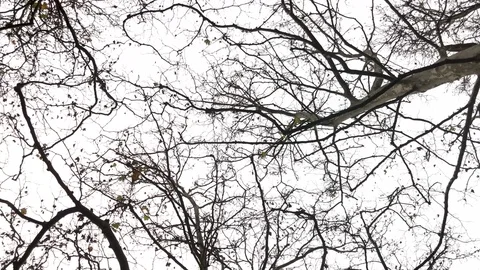 Tree without leaves Stock Footage 82346974