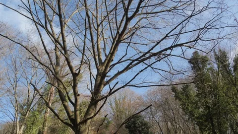 Tree without leaves in the forest, halloween Stock Footage 126072812