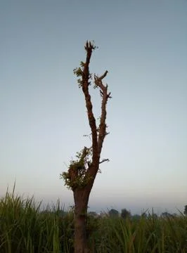 Tree without leaves image Stock Photos
