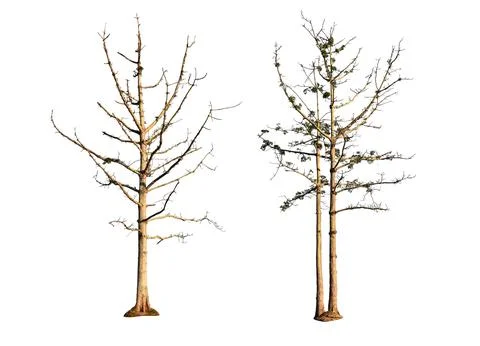 Tree without leaves isolated on white background. with clipping path. イラスト素材