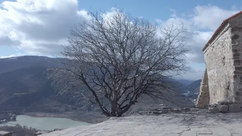 Tree without leaves at Jvari monastery Stock Footage 104217035