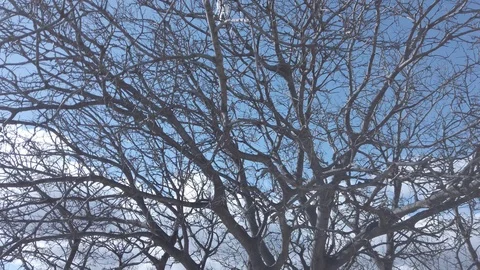 Tree without leaves at Jvari monastery Stock Footage 104217271