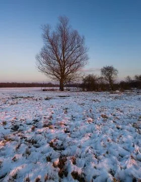 A tree without leaves on a meadow covered with snow at sunset Stock Photos