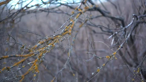 Tree without leaves with moss on the branches. Stock Footage 121106527