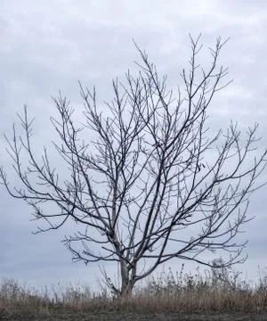 Tree without leaves Stock Photos