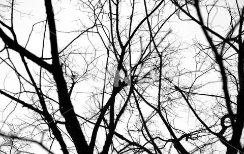 Tree without leaves. Stock Photos