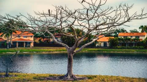 Tree Without Leaves 스톡 사진