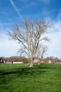 Tree without leaves Stock Photos