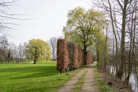 Tree without leaves Stock Photos