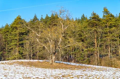 The tree without leaves Foto stock