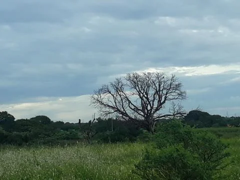 Tree without leaves 스톡 사진