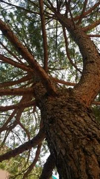 Tree without leaves Stock Photos