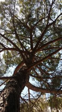 Tree without leaves Stock Photos