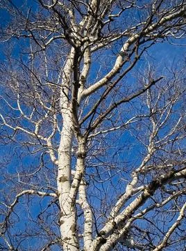 Tree without Leaves Stock Photos