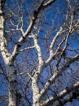 Tree without Leaves Stock Photos