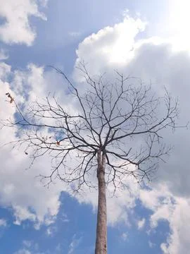 Tree without leaves Stock Photos