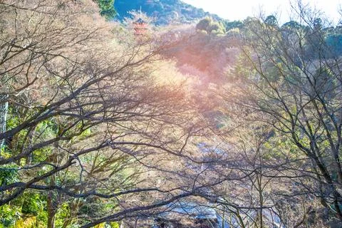 Tree without leaves Stock-Fotos