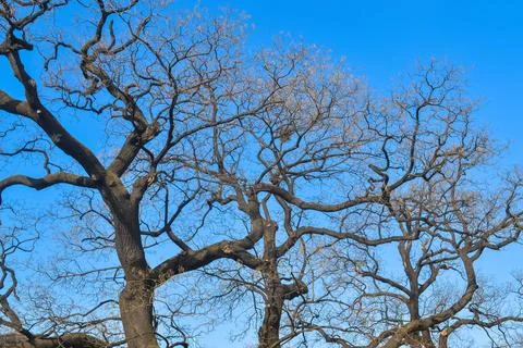 Tree without leaves Stock-Fotos