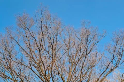 Tree without leaves Foto stock