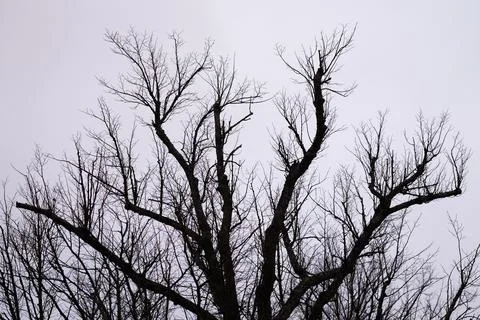 Tree without leaves Stock Photos