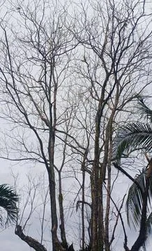 Tree without leaves Stock Photos