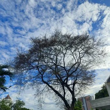 Tree without leaves, seen from below with a view of the blue sky Stock Photos