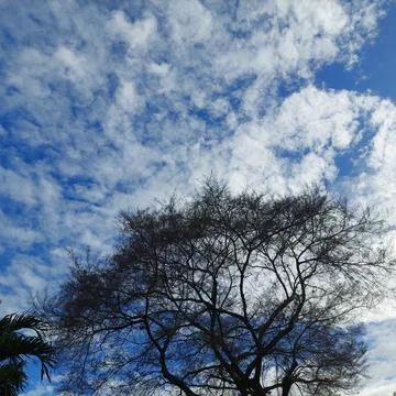 Tree without leaves, seen from below with a view of the blue sky Stock Photos