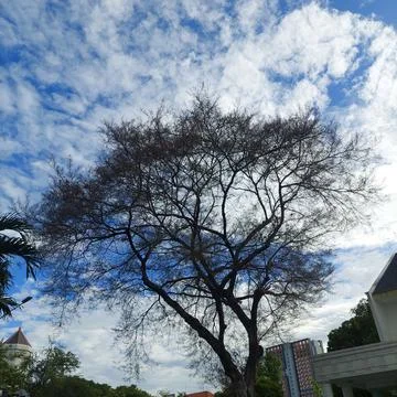 Tree without leaves, seen from below with a view of the blue sky Stock Photos