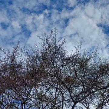Tree without leaves, seen from below with a view of the blue sky Stock Photos