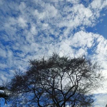 Tree without leaves, seen from below with a view of the blue sky Stock Photos