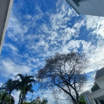 Tree without leaves, seen from below with a view of the blue sky Stock Photos
