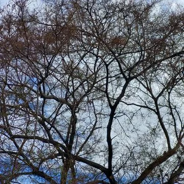 Tree without leaves, seen from below with a view of the blue sky Stock Photos
