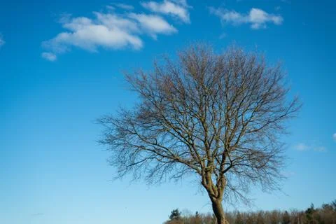 A tree without  leaves in spring with a blue sky in the background Stock-Fotos