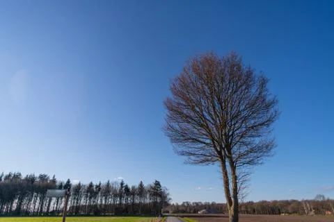 A tree without  leaves in spring with a blue sky in the background Stock Photos