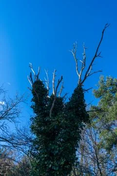 A tree without  leaves in spring with a blue sky in the background Stockfoto's