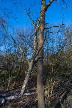A tree without  leaves in spring with a blue sky in the background Stock Photos