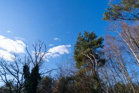 A tree without  leaves in spring with a blue sky in the background Stock Photos